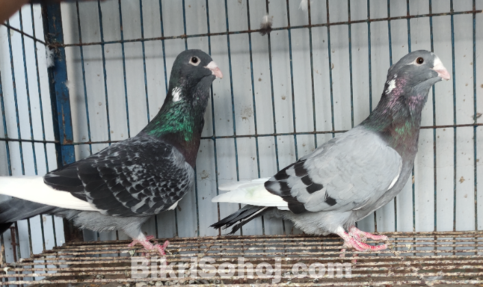 নতুন জাতের কবুতর (Adana Dewlap) Diving Pigeon